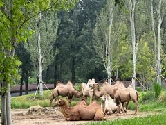 -北京野生动物园