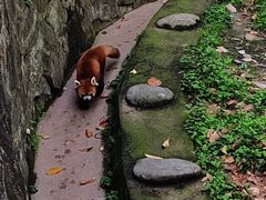-都江堰中华大熊猫苑