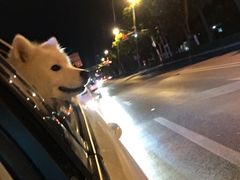 -宠颐生斯嘉宠物医院·急重症·心内科(谷阳北路分院)