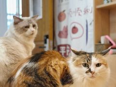 -是阿柴呀！柴犬咖啡·爱喵喵猫咖