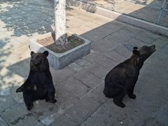 -西霞口神雕山野生动物世界