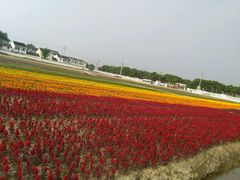 -荷兰花海