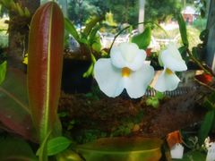 -国家植物园南园