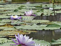 -中国科学院西双版纳热带植物园
