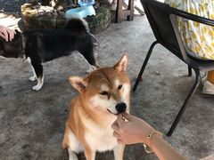 -柴犬高等学院·狗咖·柴犬售卖·宠物训练