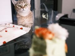 -芒果与甜纯动物奶油蛋糕&甜品台定制