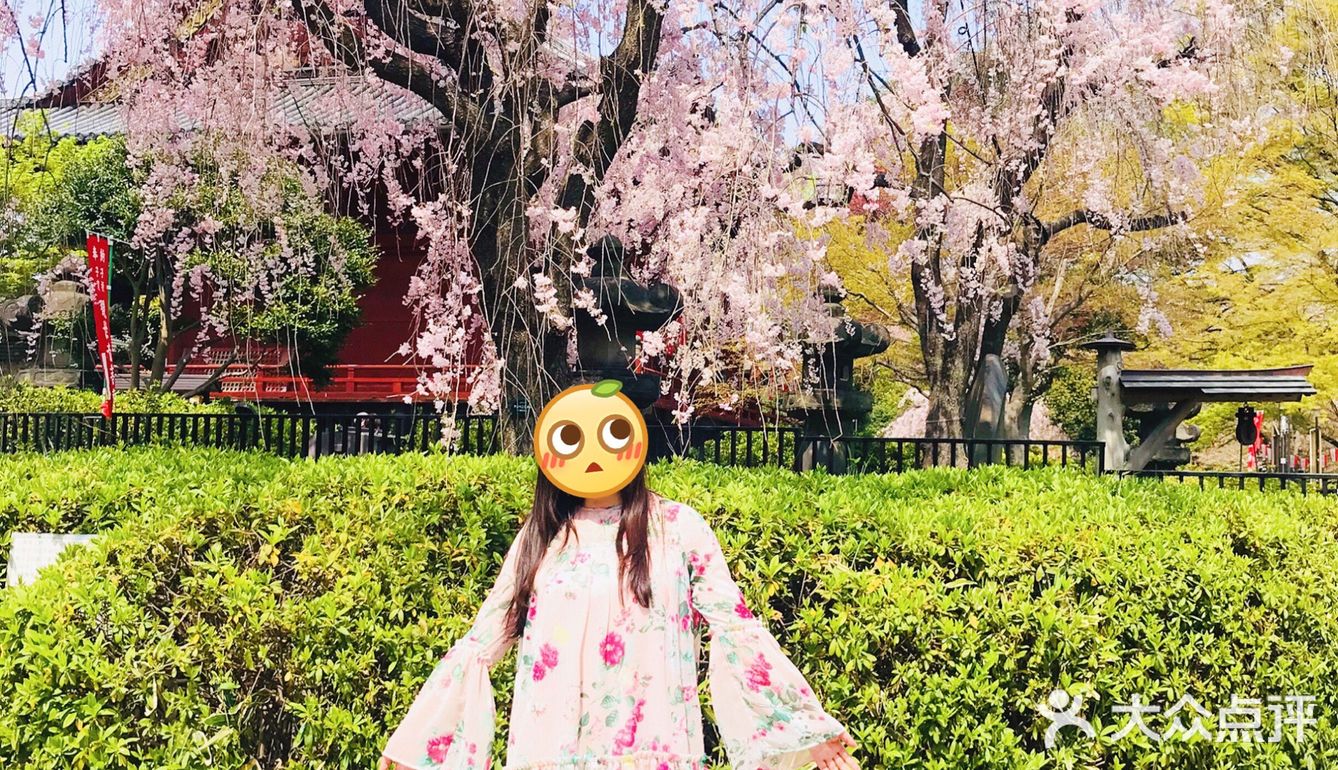 日本赏樱—春季赏花好去处🌸