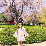 日本赏樱—春季赏花好去处🌸