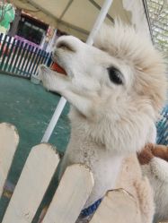 -萌宠亲子动物乐园(槐房万达店)