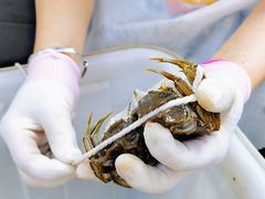 -阳澄湖大闸蟹·琼灵阁牌品牌连锁(吴中总店)