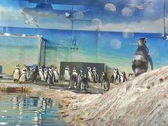 -海合安武汉极地海洋公园