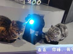 -极木²邸 人与宠物·互动社区