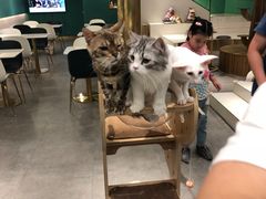 大堂-飞行喵MR PILOT|猫舍·猫咖(静安大融城店)