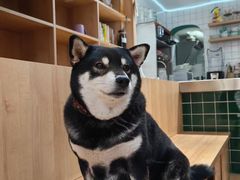 -是阿柴呀！柴犬咖啡·爱喵喵猫咖