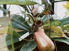 -国家植物园南园