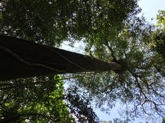 吊罗山国家森林公园-海南热带雨林国家公园吊罗山景区