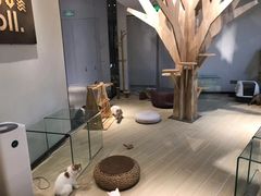 -momokira米努特·德文卷毛猫·棉花面纱犬