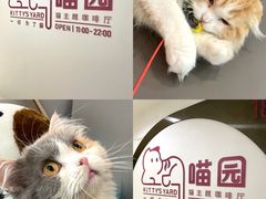 -喵园·猫主题咖啡厅·撸猫·猫咖(国贸店)