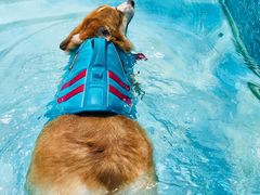 -汪说喵讲宠物乐园宠物酒店(红星美凯龙店)