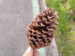 -合肥滨湖国家森林公园