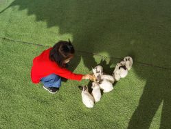 -萌宠亲子动物乐园(槐房万达店)