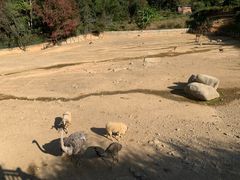 -泉州海丝野生动物世界