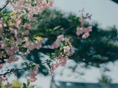 -龙华寺
