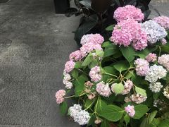 -星巴克臻选(成都宽窄巷子店)