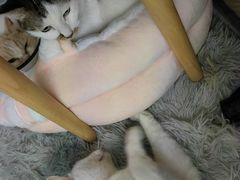 -艾吉宠物医院·疑难杂症转诊中心·猫友好(碧江路院)