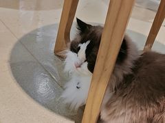 -藏猫猫咖啡主题馆(中央大道店)