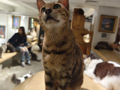 -more than meow吴止猫主题餐厅(承德 中船汇店)