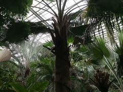 -呀路古热带植物园