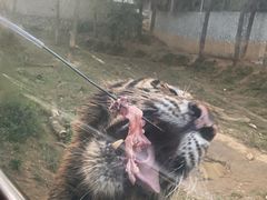 -贵州森林野生动物园