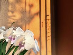 -青藤茶馆(凤起路店)