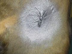 -御宝贝24h宠物医院·转诊中心·CT核磁血透中心(厦门总院)