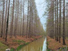 -黄海国家森林公园