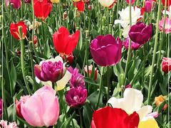 -大宁郁金香公园-停车场