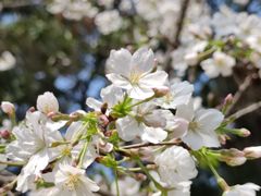 -武汉大学-樱园