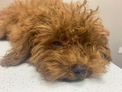 -瑞鹏宠物医院·爱宠堂·骨外专科(西荷分院)