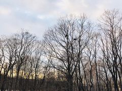 -钏路市丹顶鹤自然公园