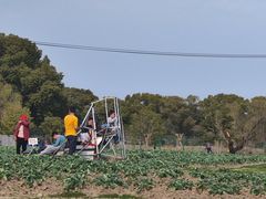 -苏州太湖西山岛开心农场