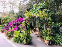 -深圳仙湖植物园