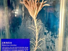 -凤凰中心