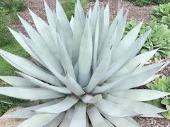 -墨尔本皇家植物园