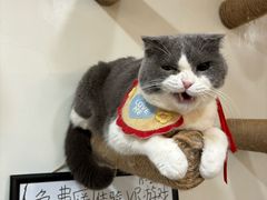 -共舞时光猫咖·狗咖(新街口店)