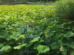 -莲花池公园