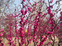 -北京西山国家森林公园