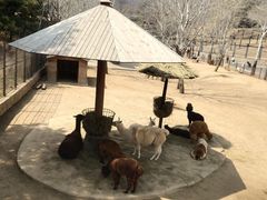 -大连森林动物园