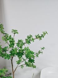 -AM半永久纹眉