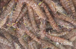 Live Prawn